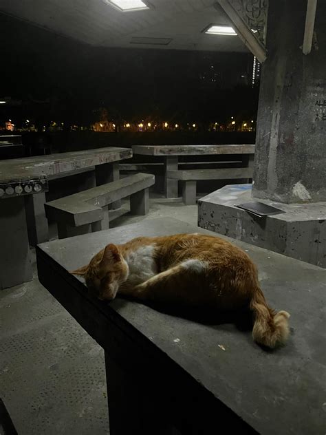 r/tomasino|r/Tomasino .